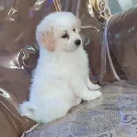 واگذاری سگ پاپی خوشگل بازی گوش|سگ|اصفهان, بهارستان|دیوار