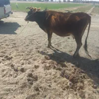 گاو گوساله.