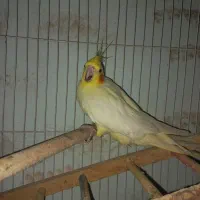 عروس هلندی