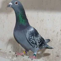 پلاکی زرهی