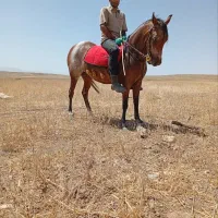 مادیان کرد ۸ساله|اسب و تجهیزات اسبسواری|ورزقان, |دیوار