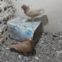 کفتر|پرنده|مشهد, چاهشک|دیوار