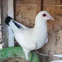 معاوضه با پلاکی جان اردن و‌گرافت (بافق)|پرنده|یزد, |دیوار