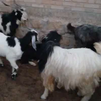 بز نر|حیوانات مزرعه|بدره, |دیوار