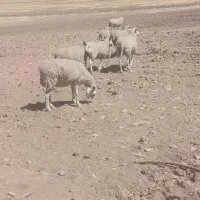 09187187483|سیمکارت|کرمانشاه, |دیوار