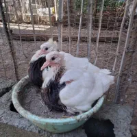 کبوتر طوقی جوجه پیش فروش|پرنده|بابل, |دیوار