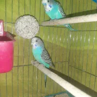 مرغ عشق مولد