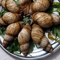 حلزون تخم گذار