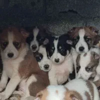 توله سراب دورگ|سگ|چابکسر, |دیوار