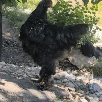 خروس نیمچه برهما