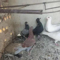 کفتر و کبوتر|پرنده|تربت‌حیدریه, بالا ولایت|دیوار