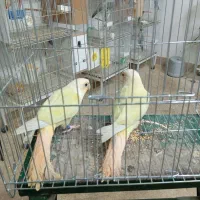 جفت مونچیک با تست