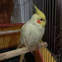 خرید و فروش پرنده