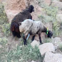 میش وبره اصل جنس