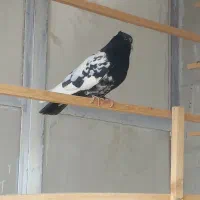 کله دم سیاه|پرنده|فرخشهر, |دیوار