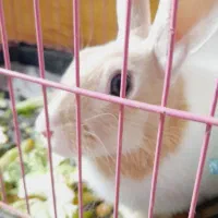 فروش فوری خرگوش|موش و خرگوش|خرم‌آباد, |دیوار