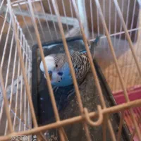 مرغ عشق|پرنده|شاهرود, |دیوار