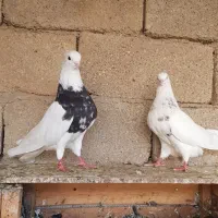دسته طوقی|پرنده|بندر گناوه, |دیوار