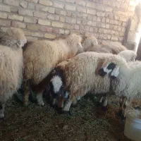 فروش گوسفند