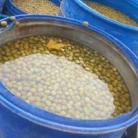 زیتون کنسروی ب قیمت عمده