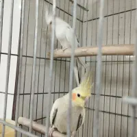 عروس هلندی جفت مولد