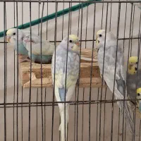 مرغ عشق رینبو|پرنده|گنبد کاووس, |دیوار