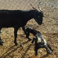 بز دورگ|حیوانات مزرعه|زیرکوه, |دیوار