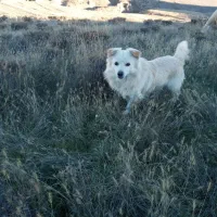 پاکوتان نر گله میره  ف 2|سگ|ارشق, |دیوار