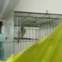 سره گل بسر جفتی قناری هر رنگ و هر سایز تو دست بخون|پرنده|تهران, مجیدآباد|دیوار