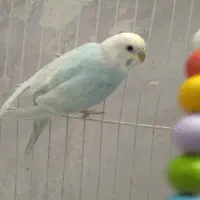پرنده