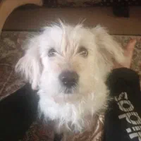 سگ باهوش توله ۳ ماه خیلی خوشگل شیتزو پاکوتاه