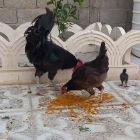 مرغ وخروس محلی اصل