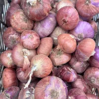 پیاز کالپوش