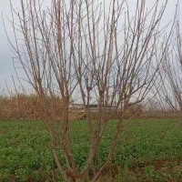 هرس و اصلاح باغ