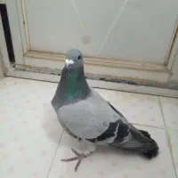 پلاکی|حیوانات|بروجرد, |دیوار