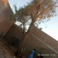 اره بنزینی اجاره قطع و ریز کردن درختان درمحل پیکور|خدمات پیشه و مهارت|زاهدان, |دیوار