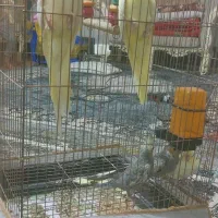 عروس هلندی