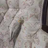 جوجه اهویی ونر ماده|پرنده|قزوین, |دیوار