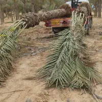 نخل( درخت خرما)