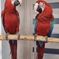 تخم نطفه دار طوطیسانان|پرنده|مشهد, آبادگران|دیوار