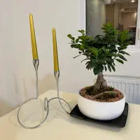گل بنسای|گل و گیاه طبیعی|کرج, فاز ۳ مهرشهر|دیوار