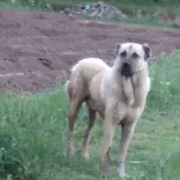 سگ گم شده