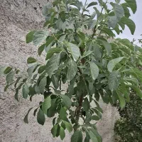 زمین باغچه|فروش زمین و ملک کلنگی|رامجین, |دیوار