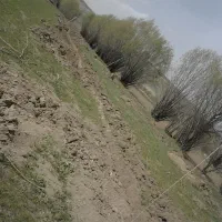 باغبانی و درختکاری