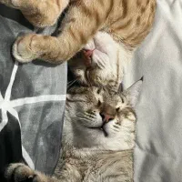 واگذاری گربه رایگان