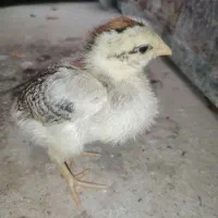 جوجه محلی سالم|حیوانات مزرعه|گتاب, |دیوار