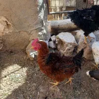 خروس فریزل (فرفری)