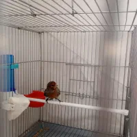 قناری|پرنده|گرمدره, |دیوار