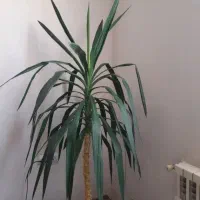 گل یوکا تنه دار|گل و گیاه طبیعی|گلبهار, شهر جدید گلبهار|دیوار