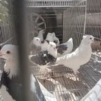 ده عدد مفلق کبوتر|پرنده|اصفهان, کشاورزی|دیوار